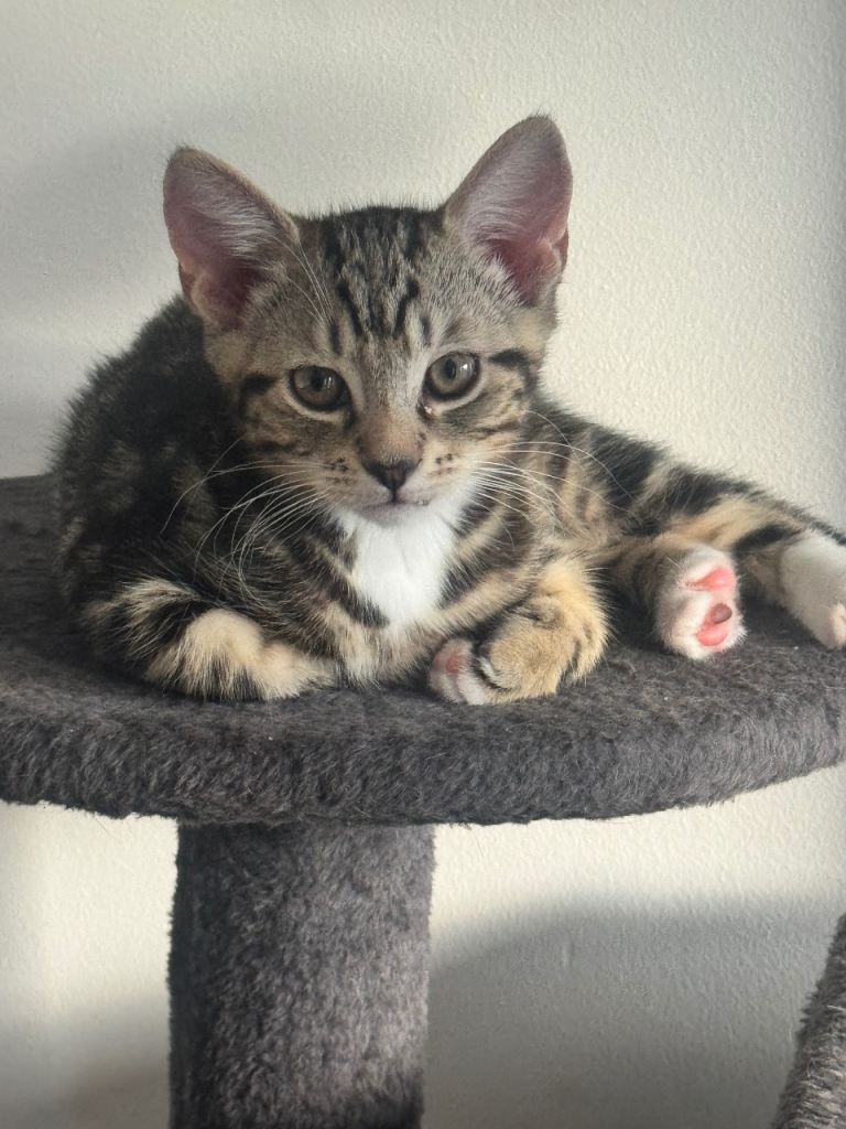 Adorable tabby boy for sale 