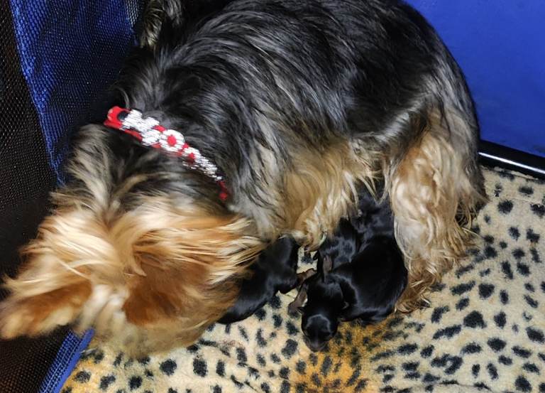 Yorkshire terrier puppies 