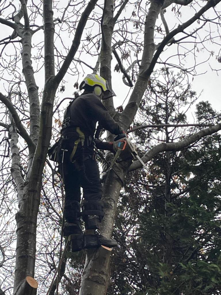 Tree Removal tree cutting tree surgeon stump removal tree service tree service 