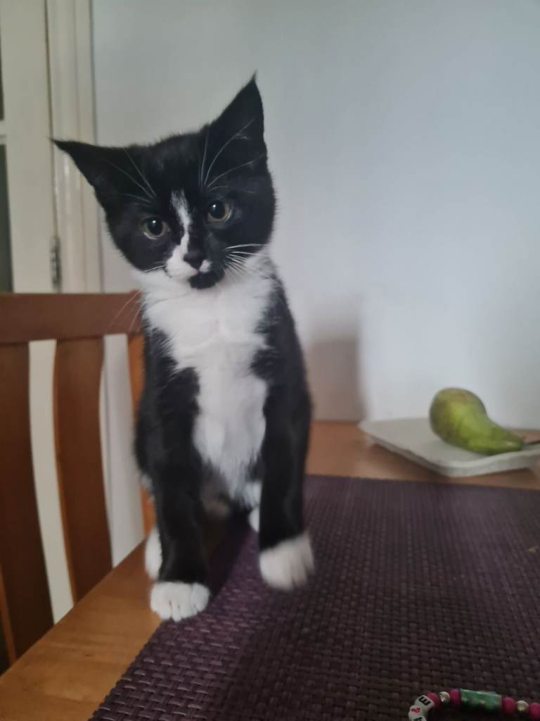 Kitten boy