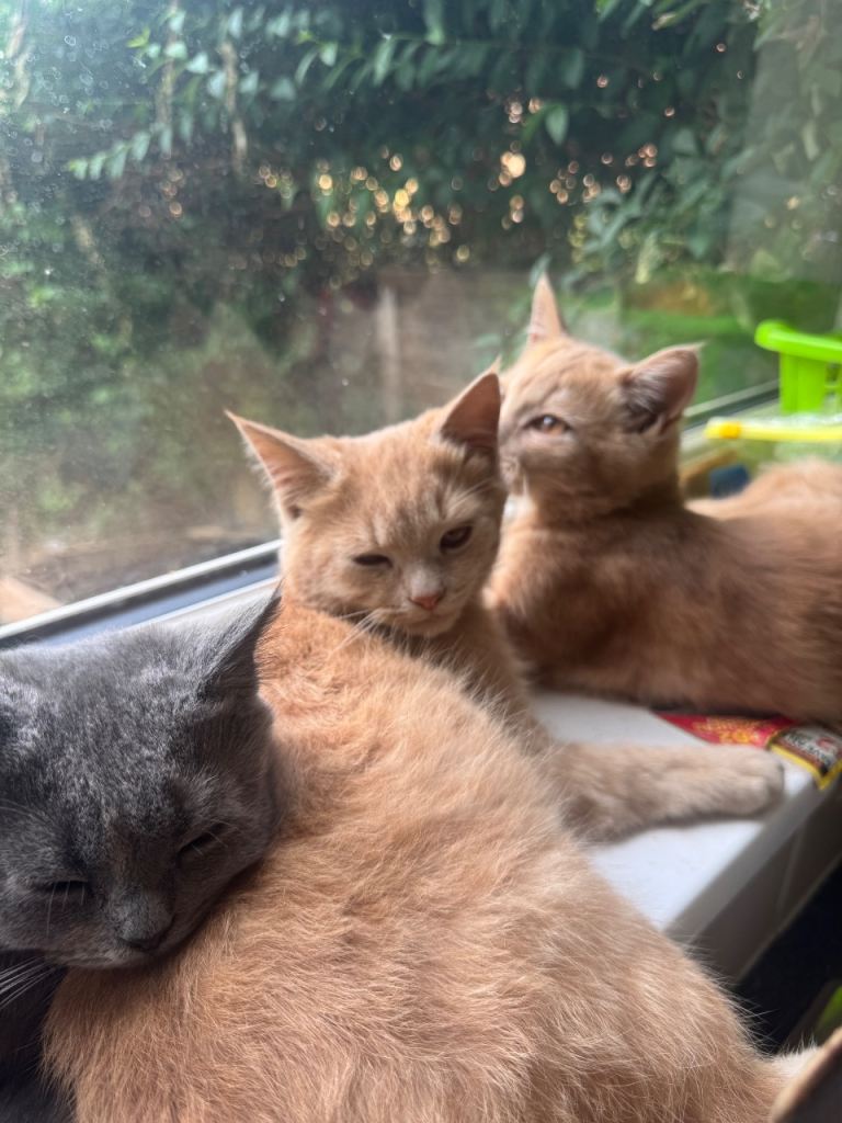 Luxury British Shorthair and Persian kittens 