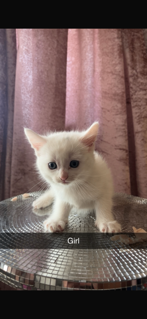 Kittens for sale 