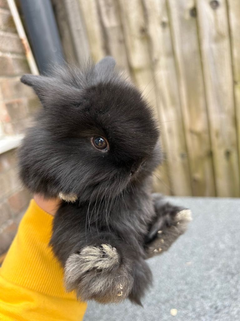 Mini lion lop bunnies 