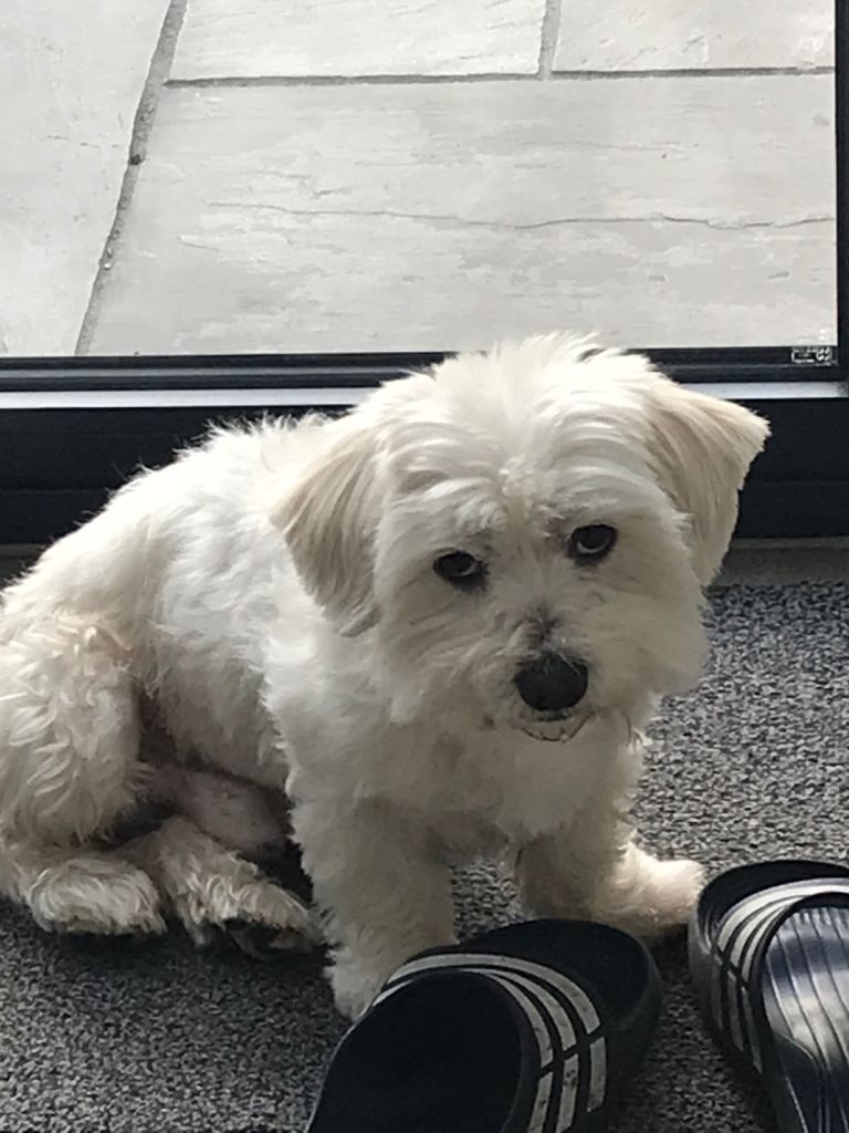 Little Maltese needs a companion 