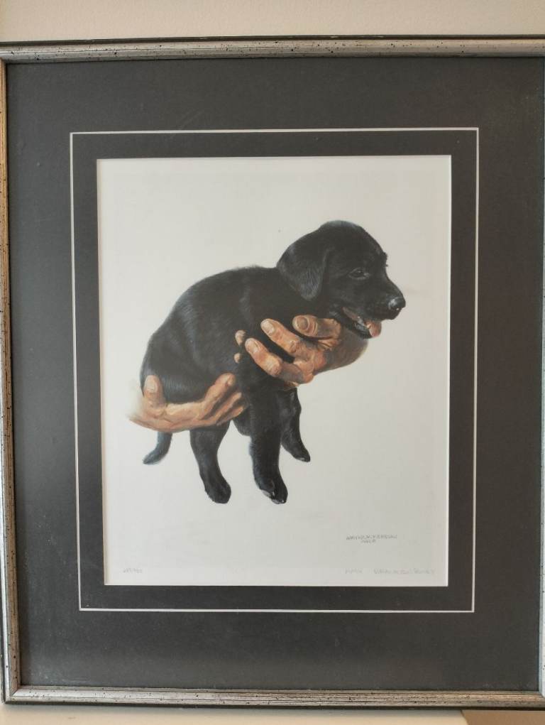 Framed Black Labrador Puppy Print – Good Condition - make me an offer!