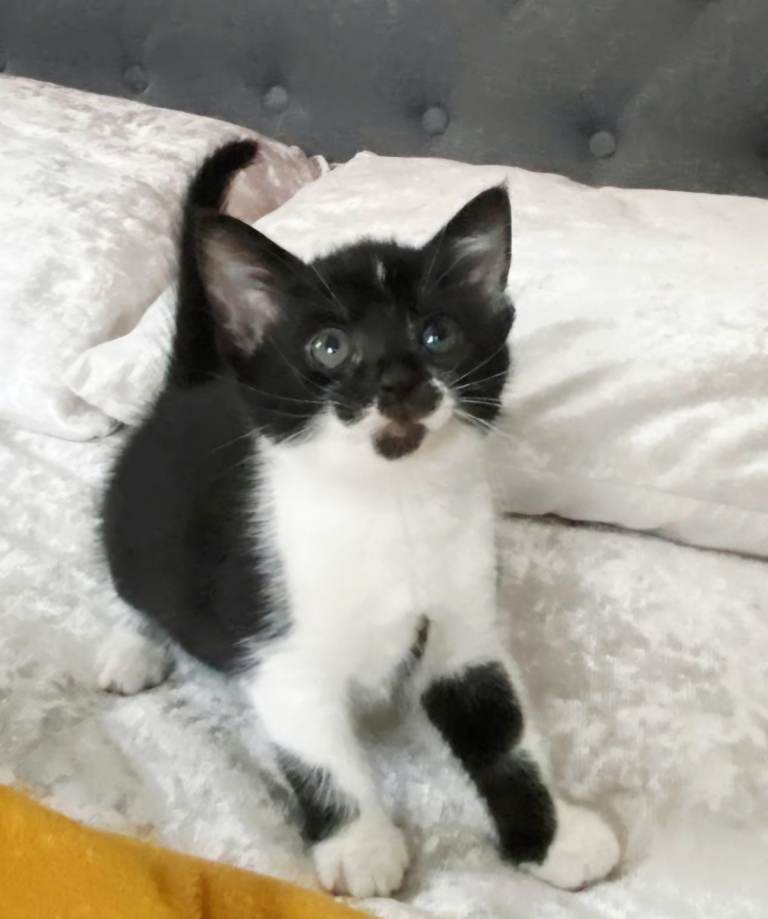 Lovely Kittens Ready For New Loving Homes | Litter Trained | Flea & Worm Treated