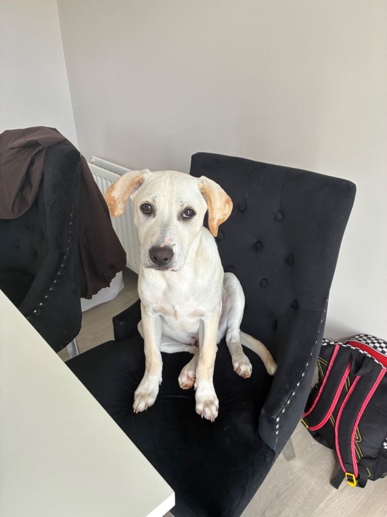 German shepherd x lab boxer 