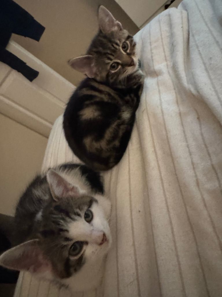 Kittens for sale 
