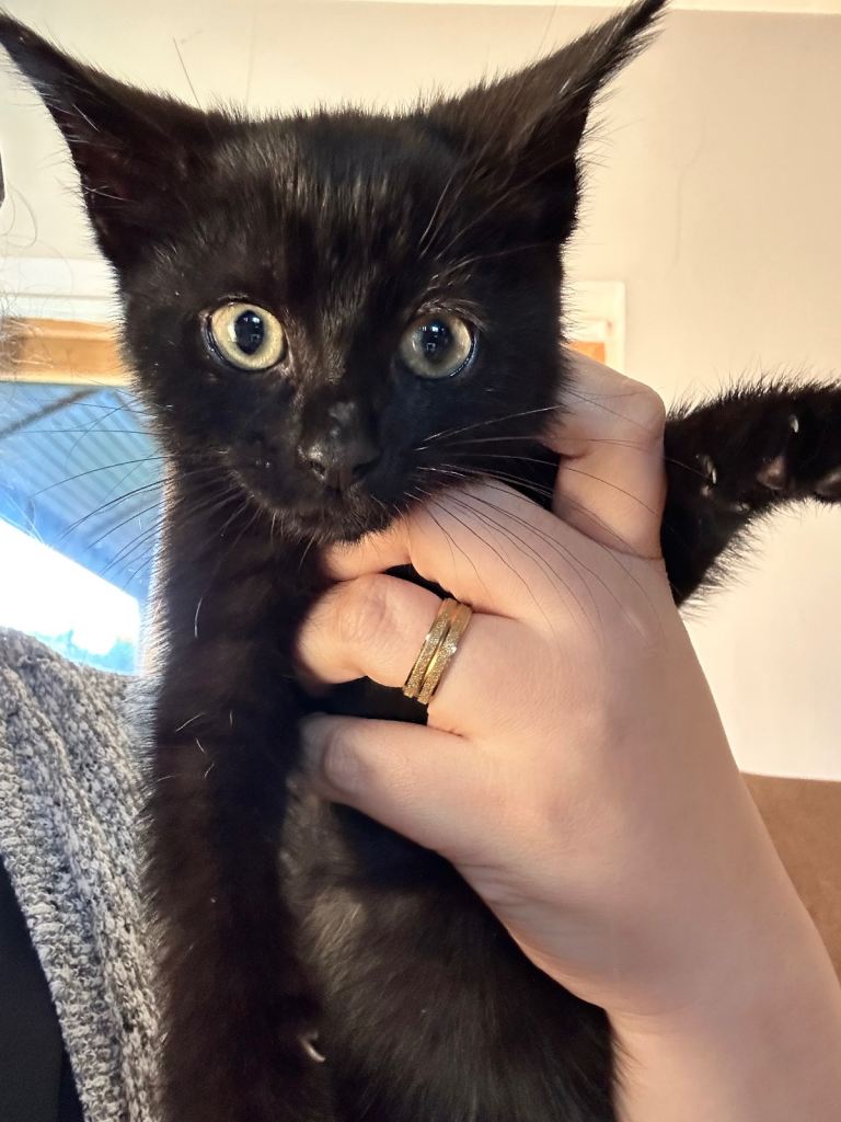 Male kitten - black 