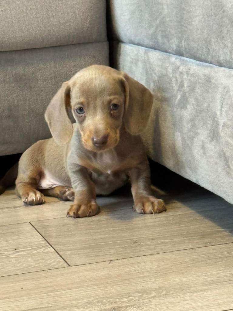 Miniature dachshund puppies!!
