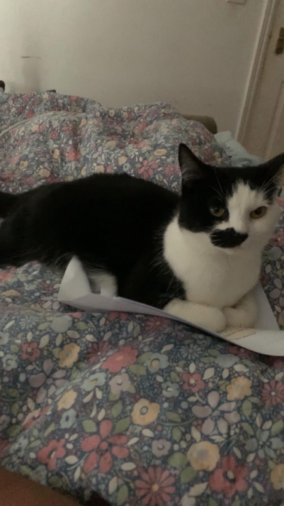 Female cat 