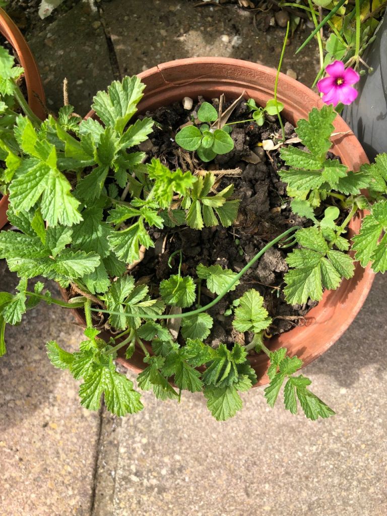 Geum Plants