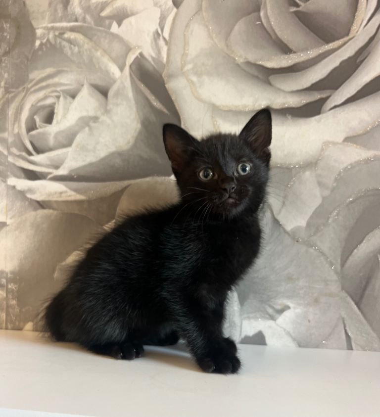 Kitten