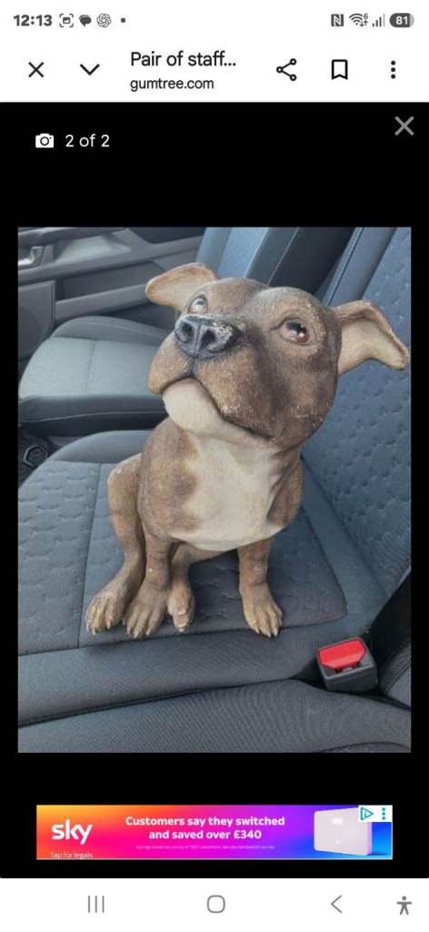 Pair of staffy dogs lookung for a new home
