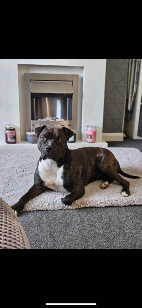 3 year old Staffy 