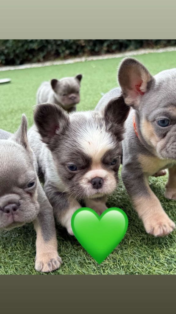 **Fluffy Frenchie’s**