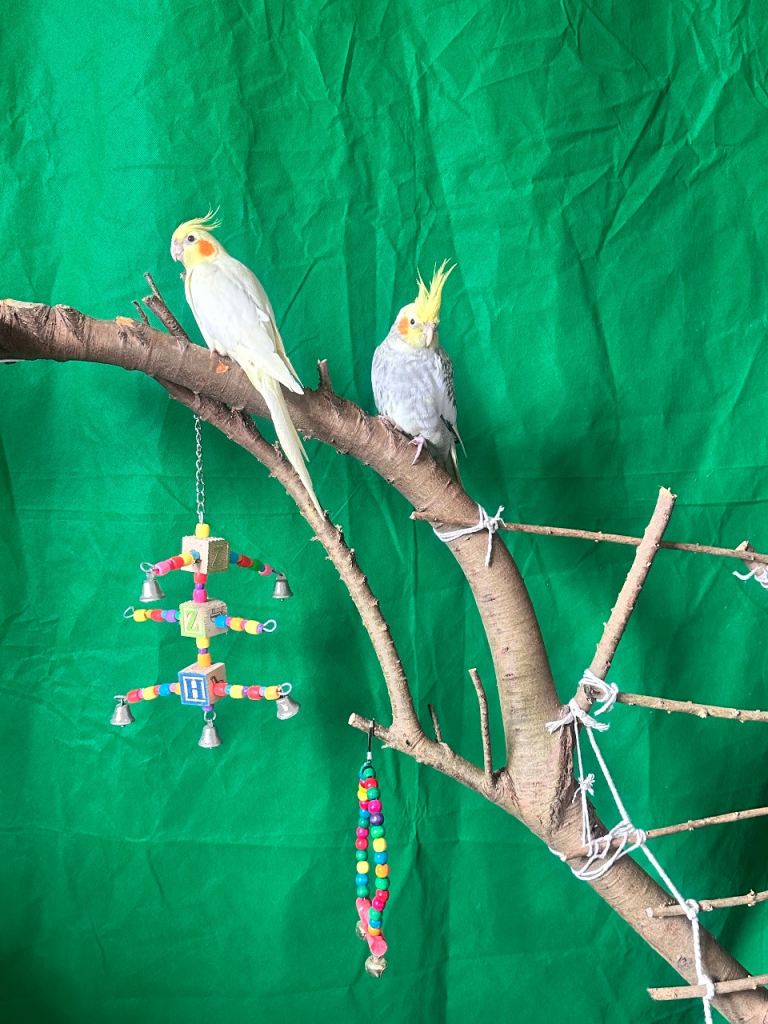 My beautiful babies need the 10 star home they deserve (Cockatiels for Rehoming). 