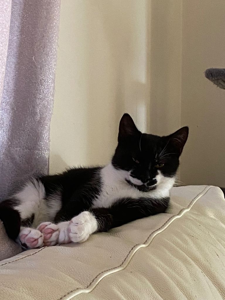 Beautiful 9 month old kitten 