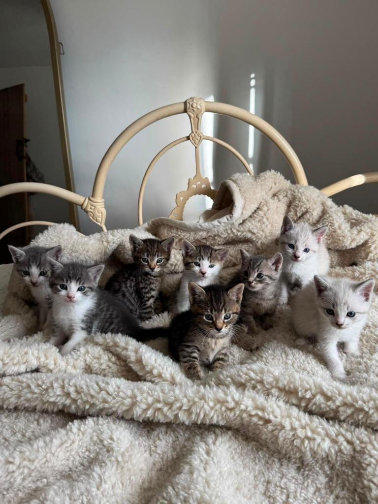 British Shorthair cross Kittens x 8