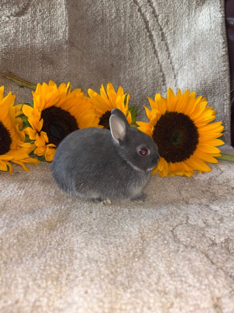 Netherland dwarf baby’s 