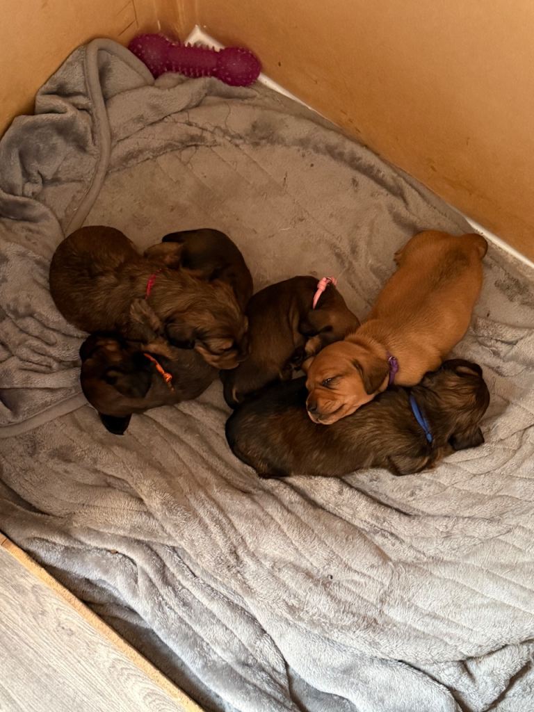 Miniature dachshund puppies for sale