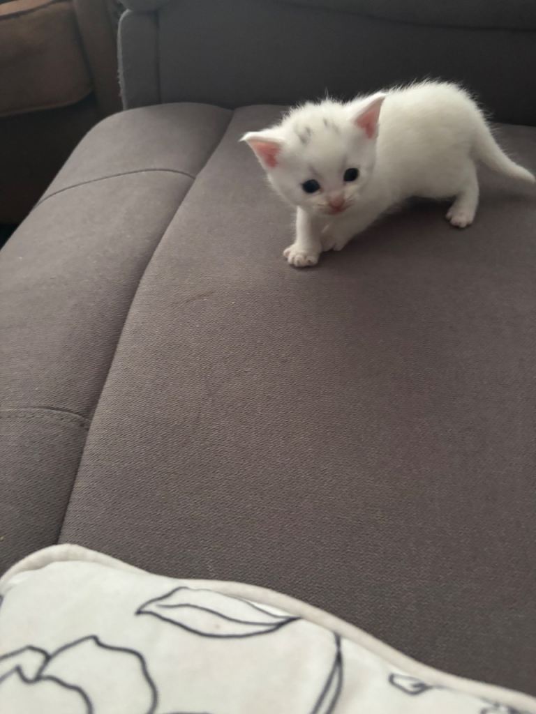 X2 black female and x3 white male kittens 