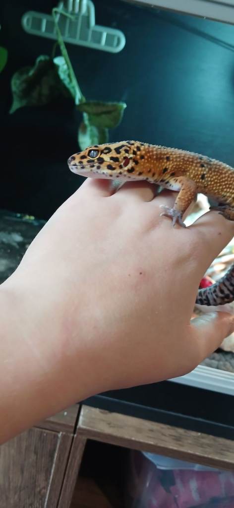 Leopard gecko 