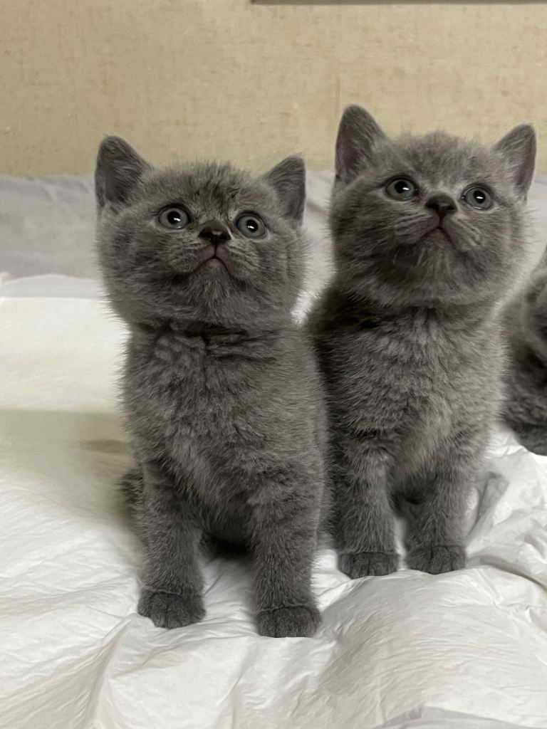 British short hair kittens
