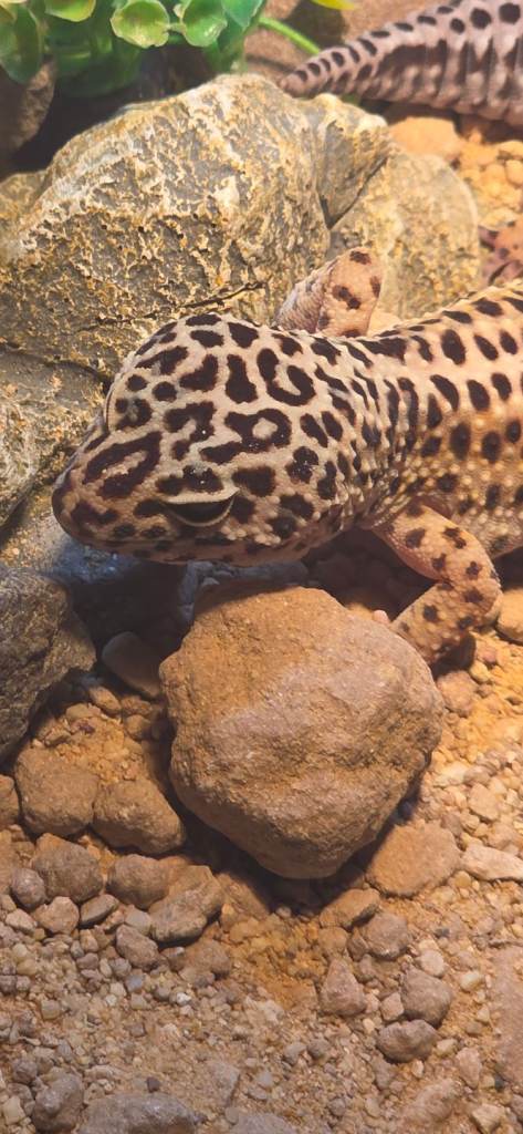 Two Leopard Geckos