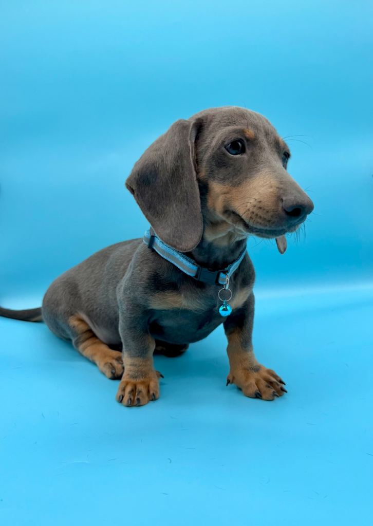 Miniature dachshund puppies 