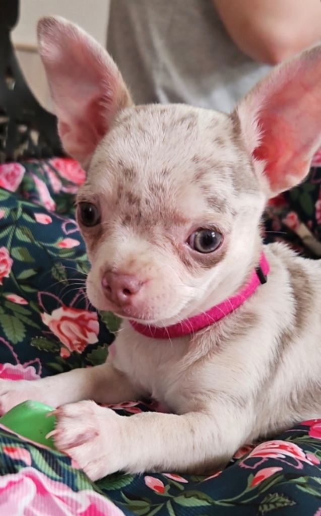 Merle Chihuaha 