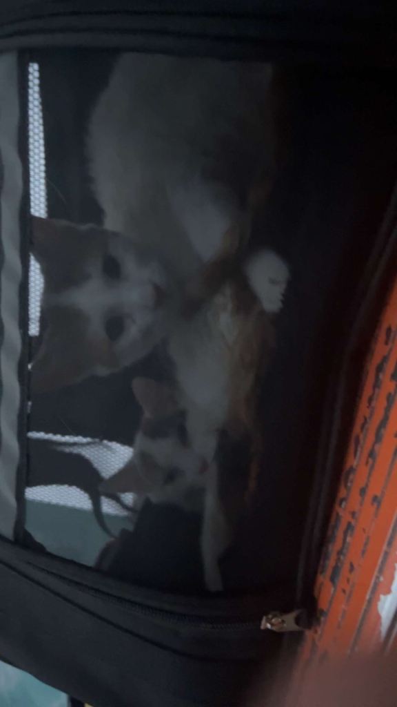 Two 12 week old kittens