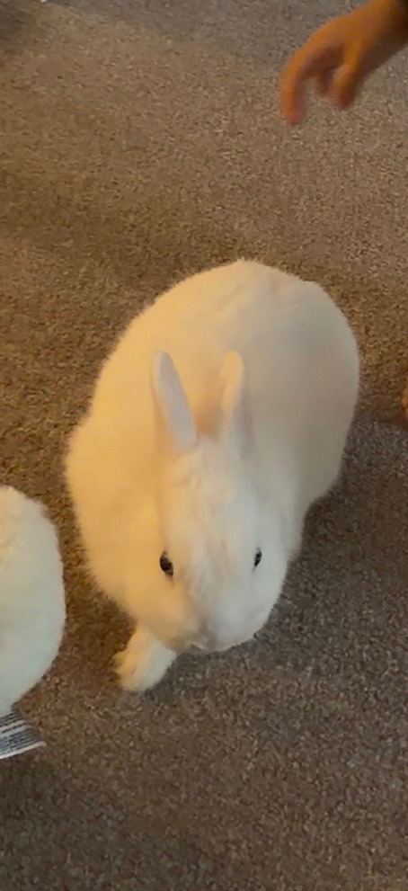 Male Bunny Netherland Dwarf (Rabbit) 