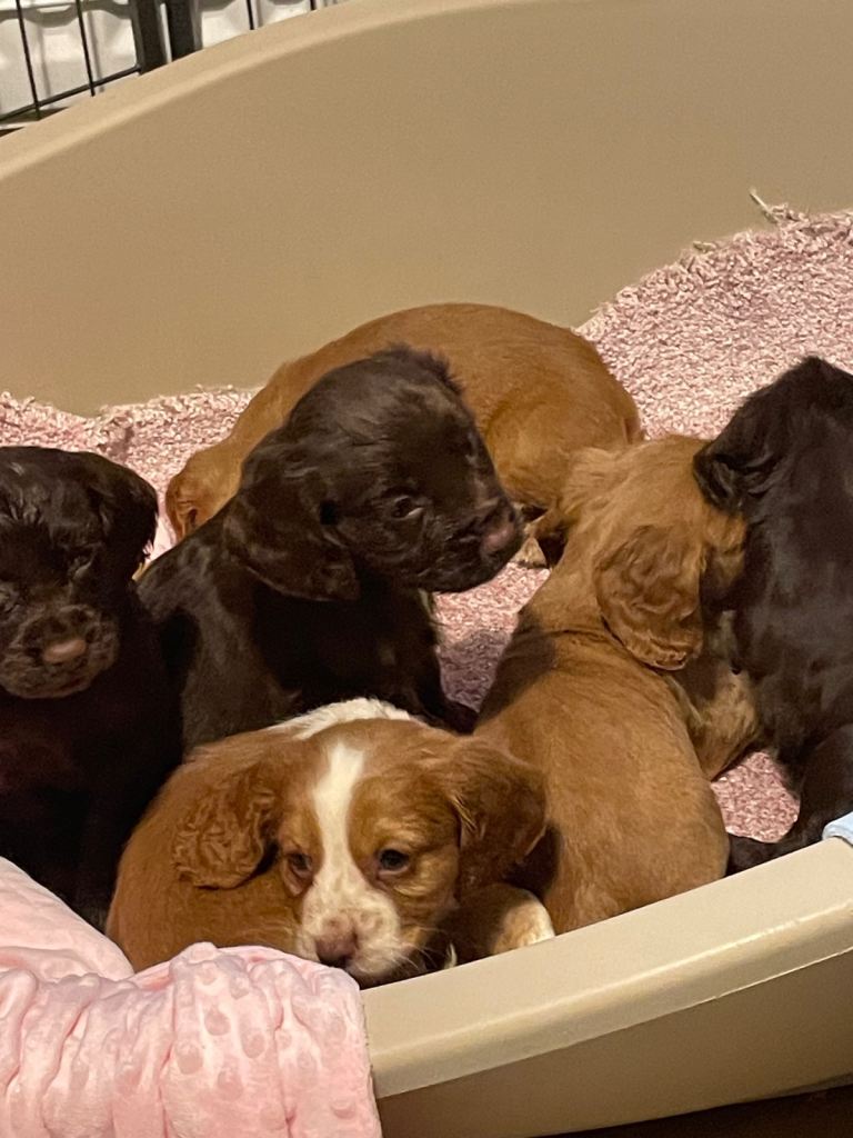 Cocker spaniel puppies
