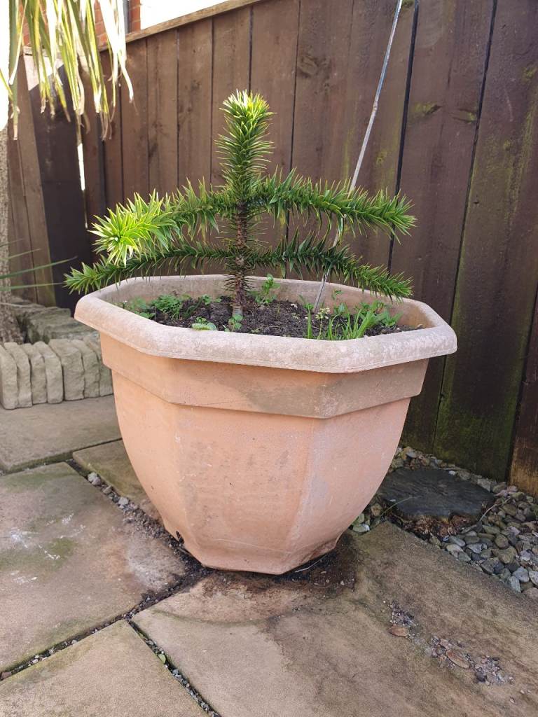 Monkey puzzle tree