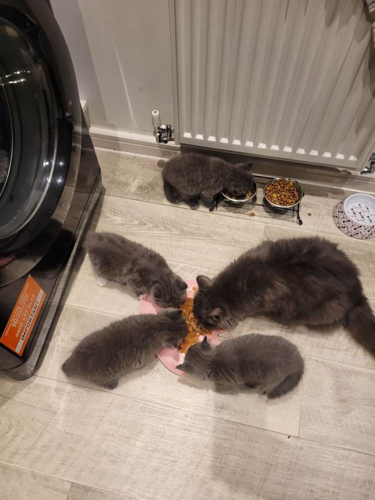 BSH KITTENS 