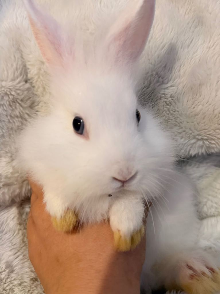 Lionhead Dwarf Rabbits – Lovely & Friendly 🐰