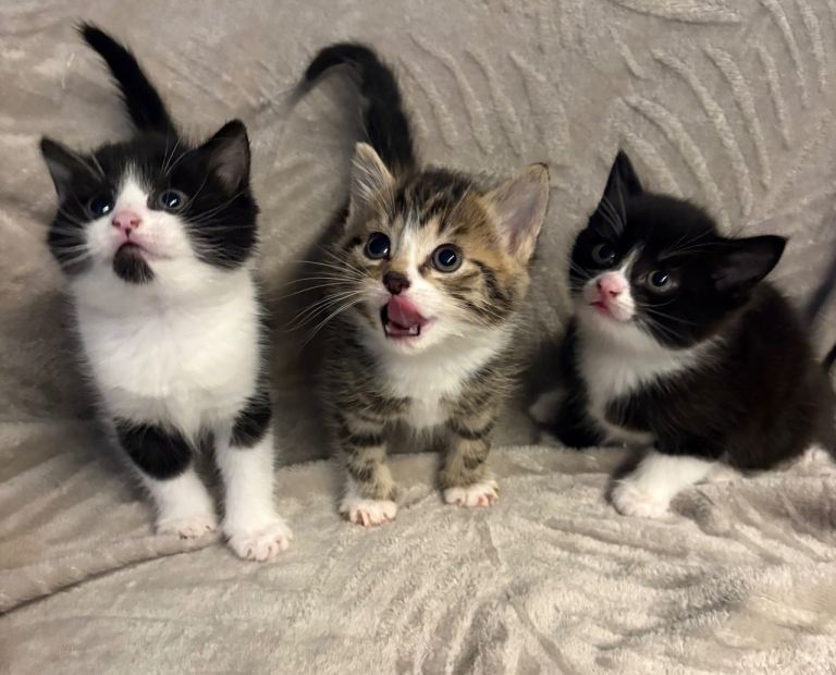 Kittens for sale TABBY SOLD!!