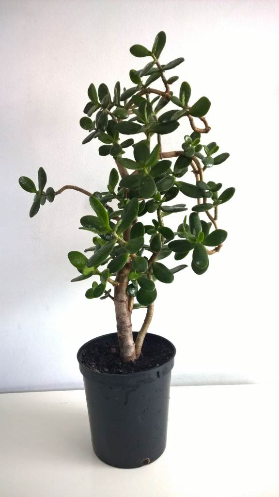 16 Years Old Money Tree/Jade Plant Succulent Bonsai.