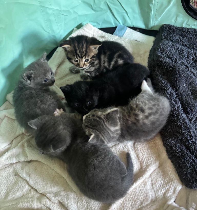 Kittens for sale 