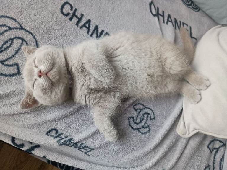 Beautiful registered British Shorthair kittens