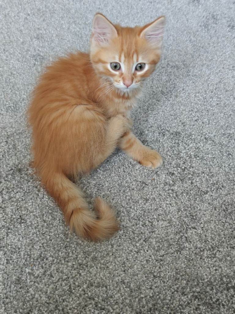 kittens for sale