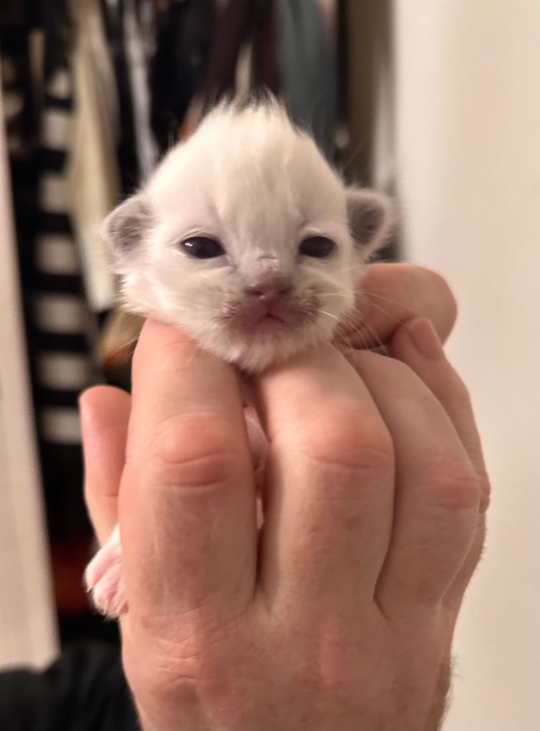 TICA Champion Ragdoll Kittens - brought up in family and used to dogs