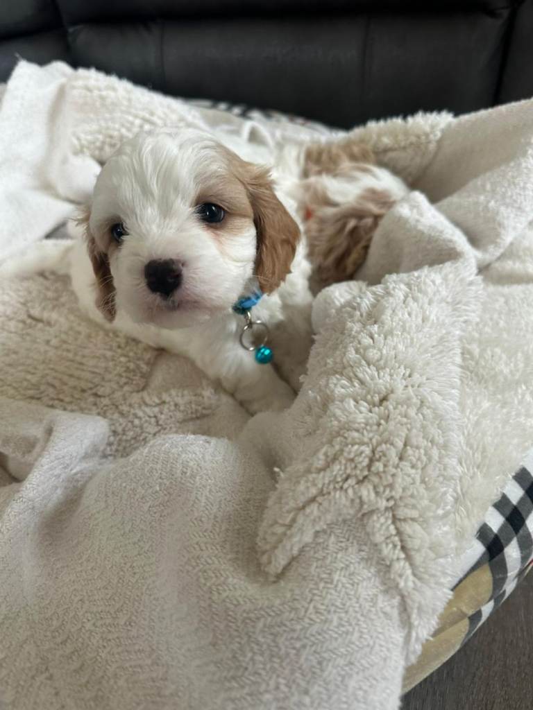 Cavapoo puppies 