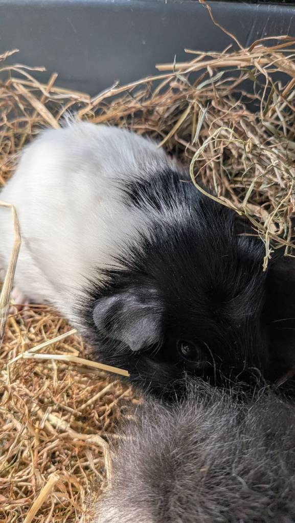 Beautiful MALE Baby Guinea Pigs 