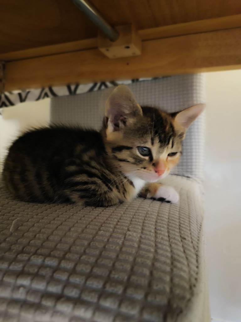 Kittens Looking for Loving Homes – 10 Weeks 
