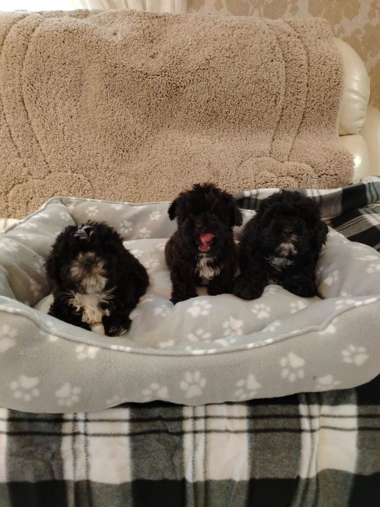 shih tzu x poodle puppy