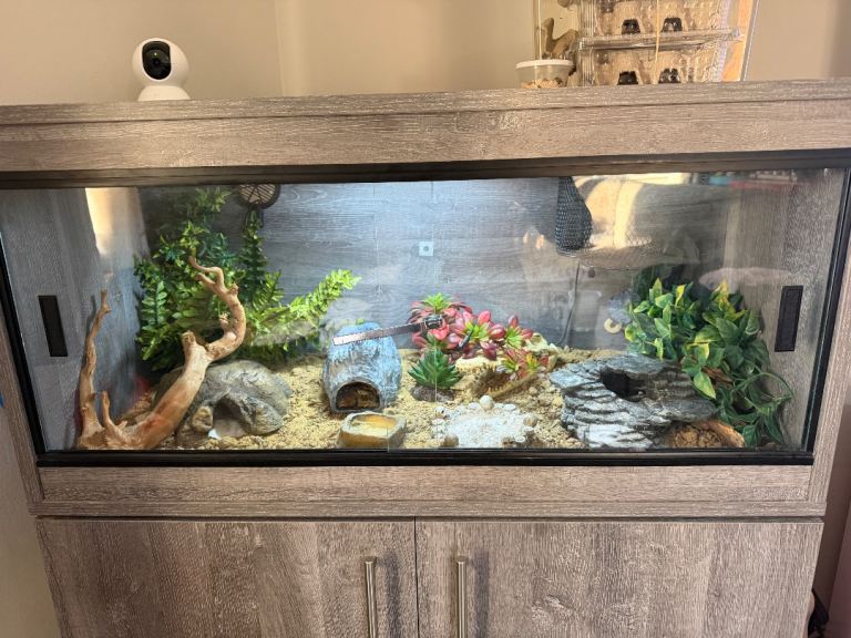 Albino leopard gecko full set up | in Ipswich, Suffolk | Gumtree