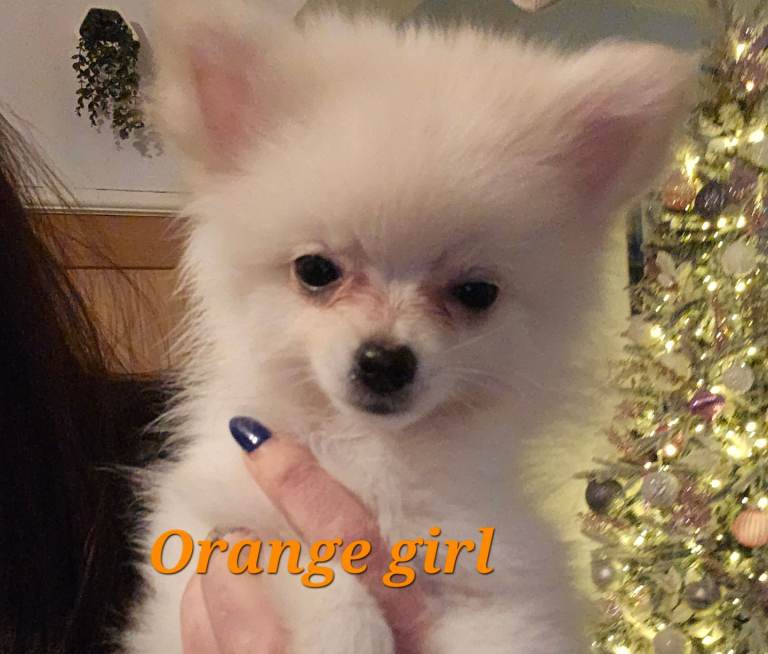 Pomeranian Puppies - Ready to leave now