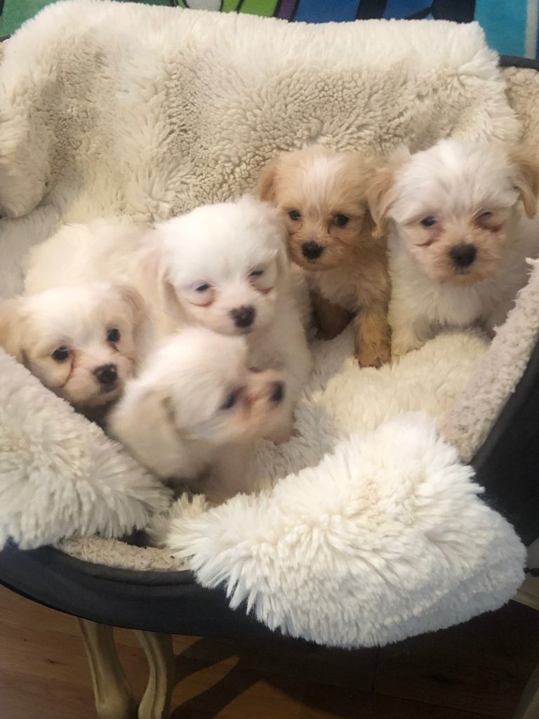 Beautiful Bichon Puppies Ready Now🥰